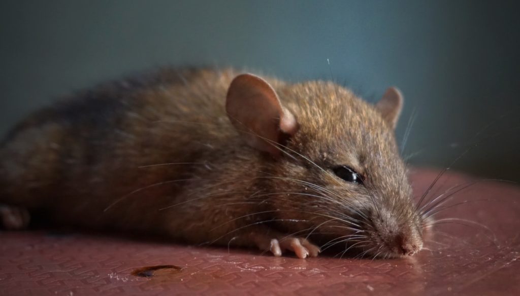 Close up of a mouse laying down