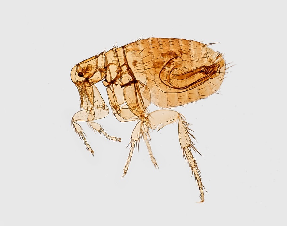 Transparent image of an insect's body