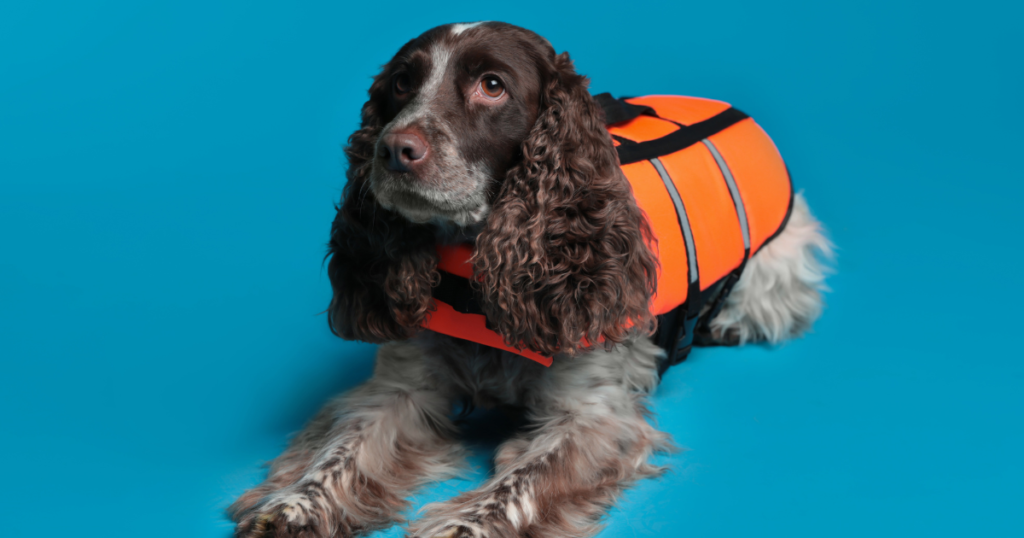 Dog in Dog Training Vest