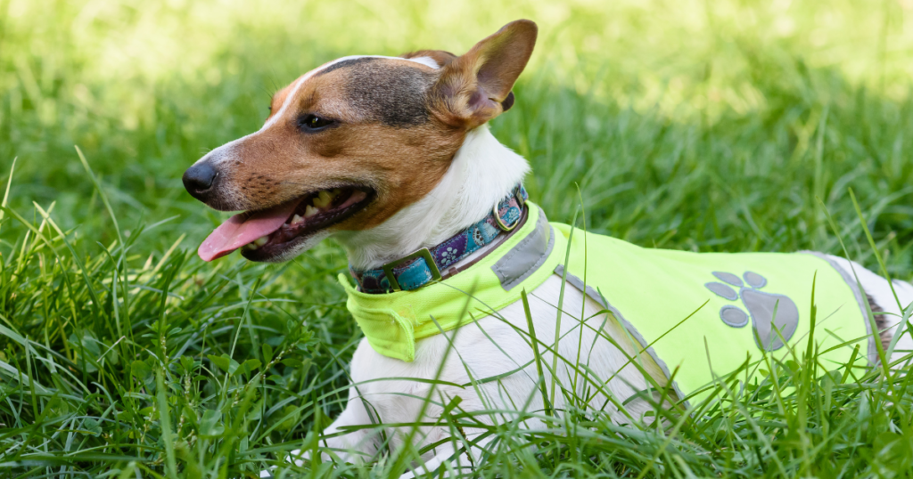 Dog in Dog Training Vest