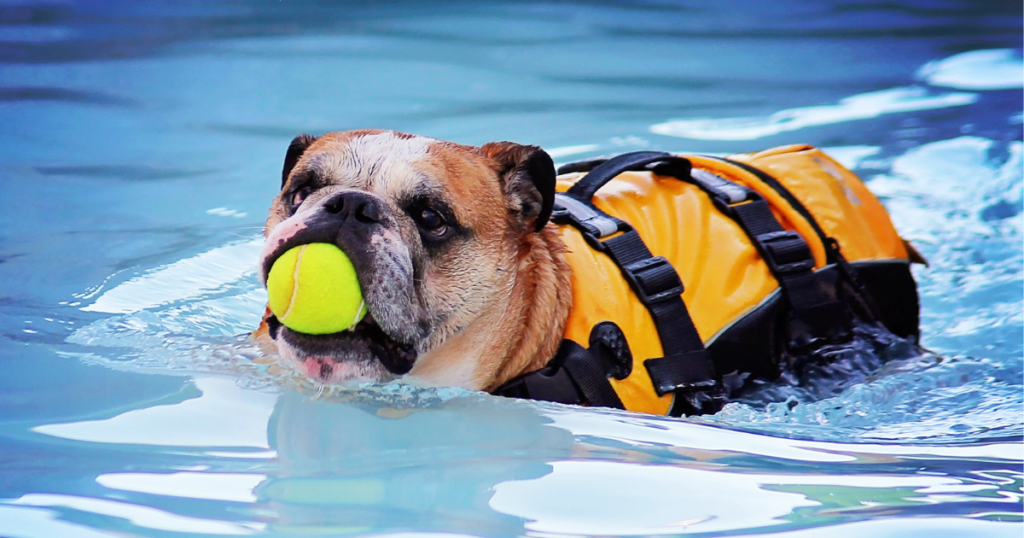 Dog in Dog Training Vest