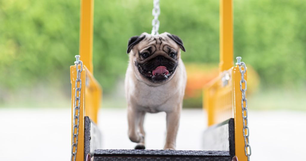 Dog on a treadmill