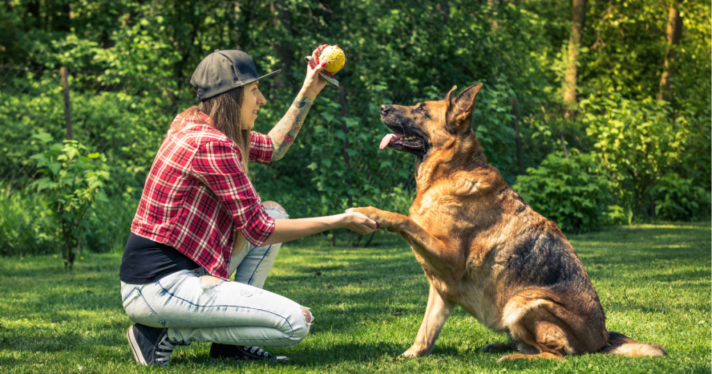 Online dog trainer course