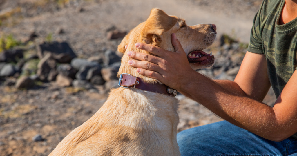 Online dog trainer course